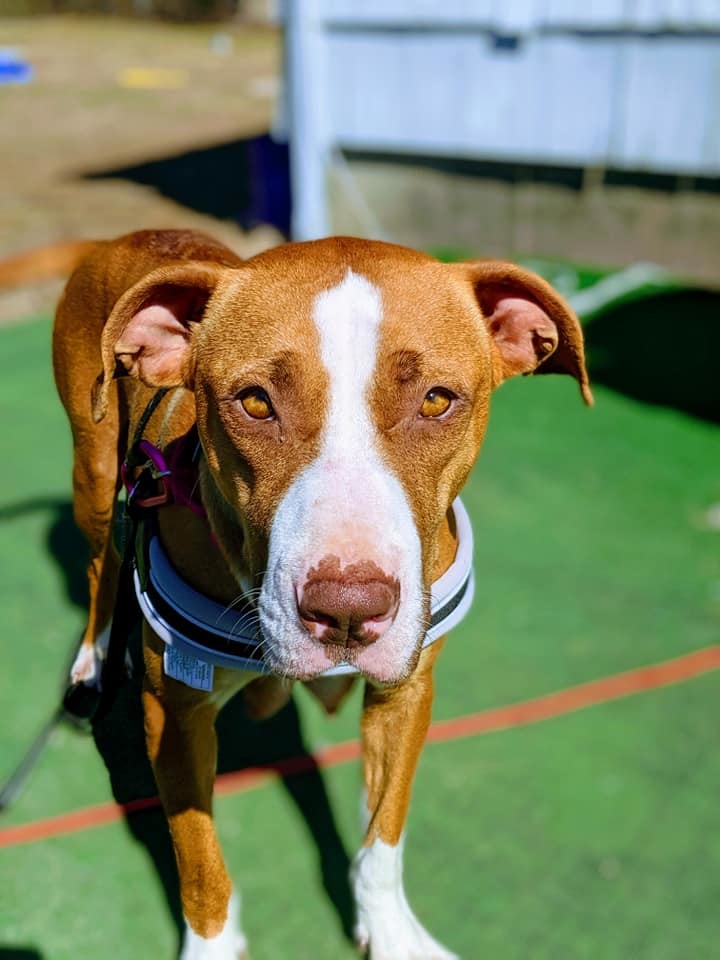 Jolene, an adoptable Pit Bull Terrier, Boxer in Hull, MA, 02045 | Photo Image 4