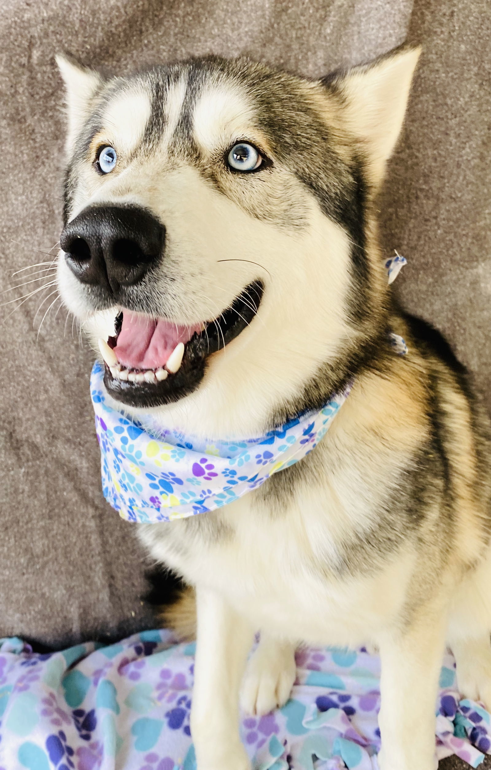 Winter, an adoptable Husky in Littlerock, CA, 93543 | Photo Image 1