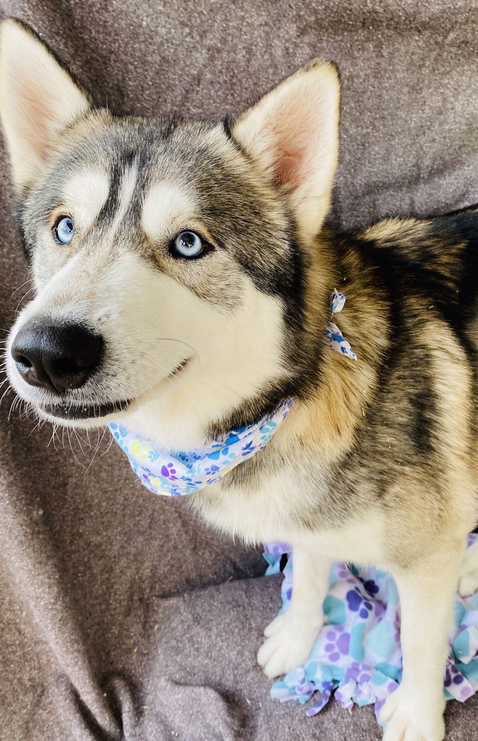Winter, an adoptable Husky in Littlerock, CA, 93543 | Photo Image 2
