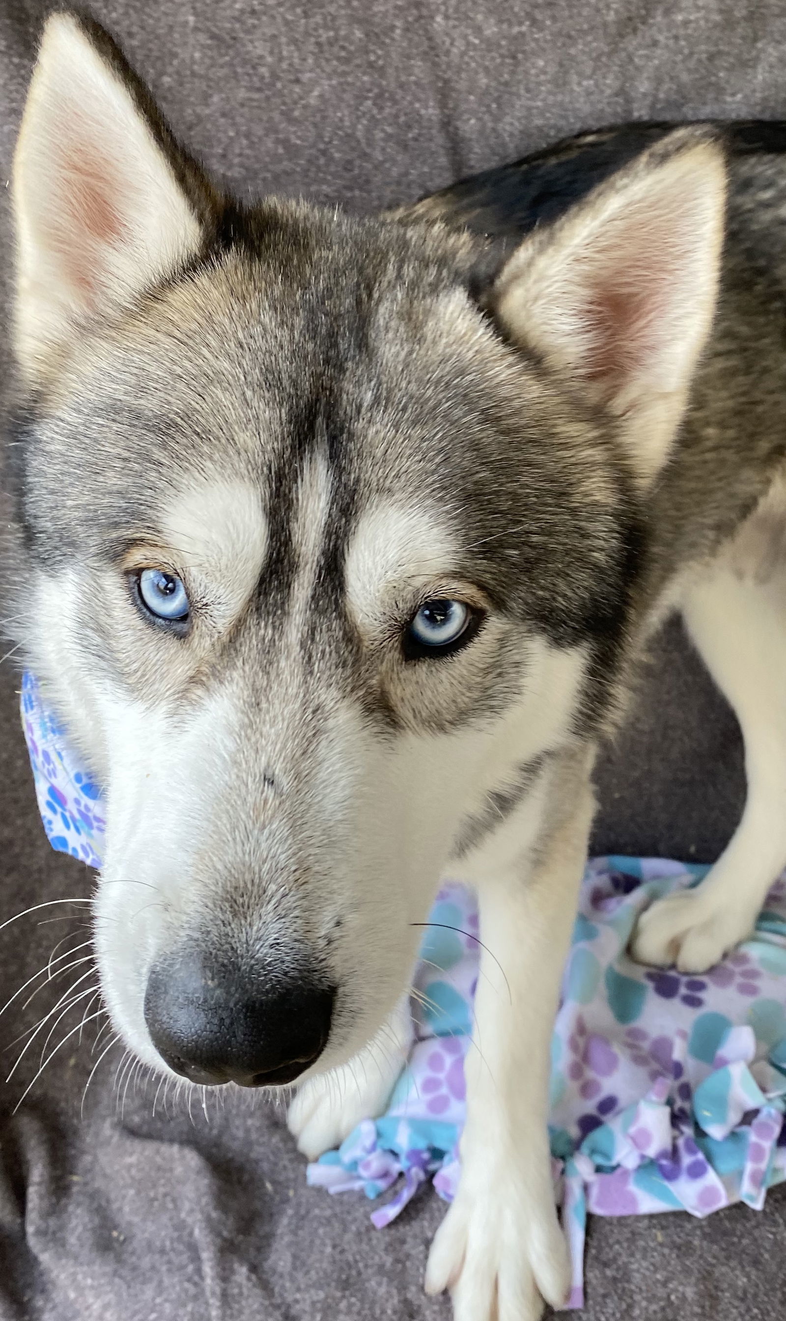 Winter, an adoptable Husky in Littlerock, CA, 93543 | Photo Image 3