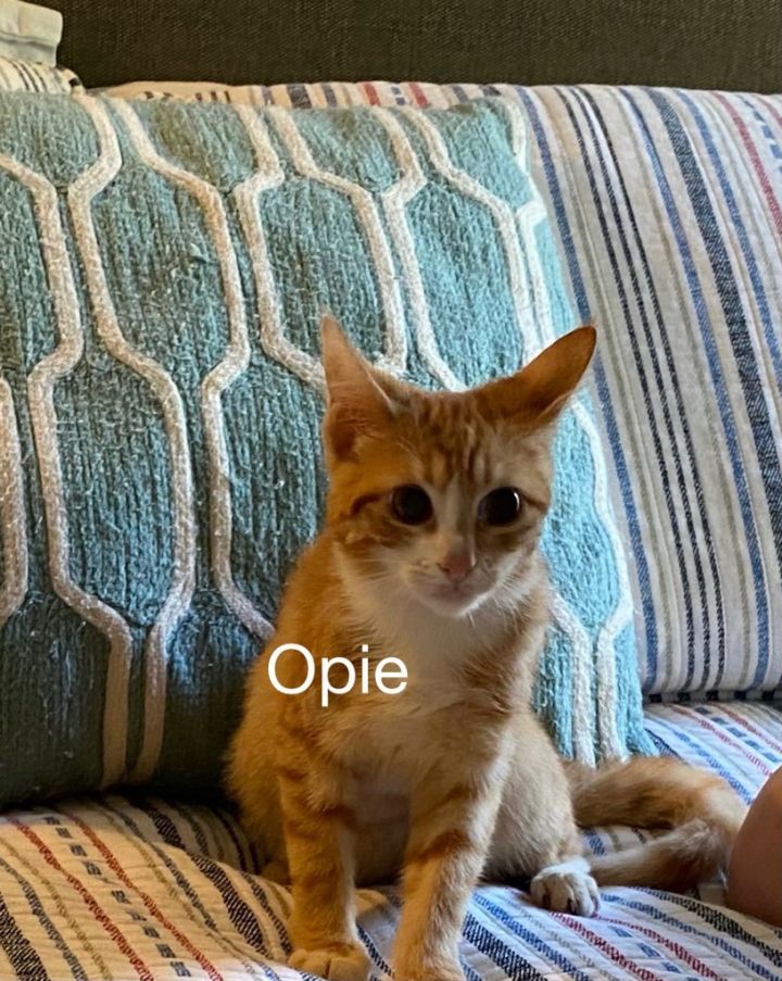Opie, an adopted Domestic Short Hair Mix in Miami, FL_image-1