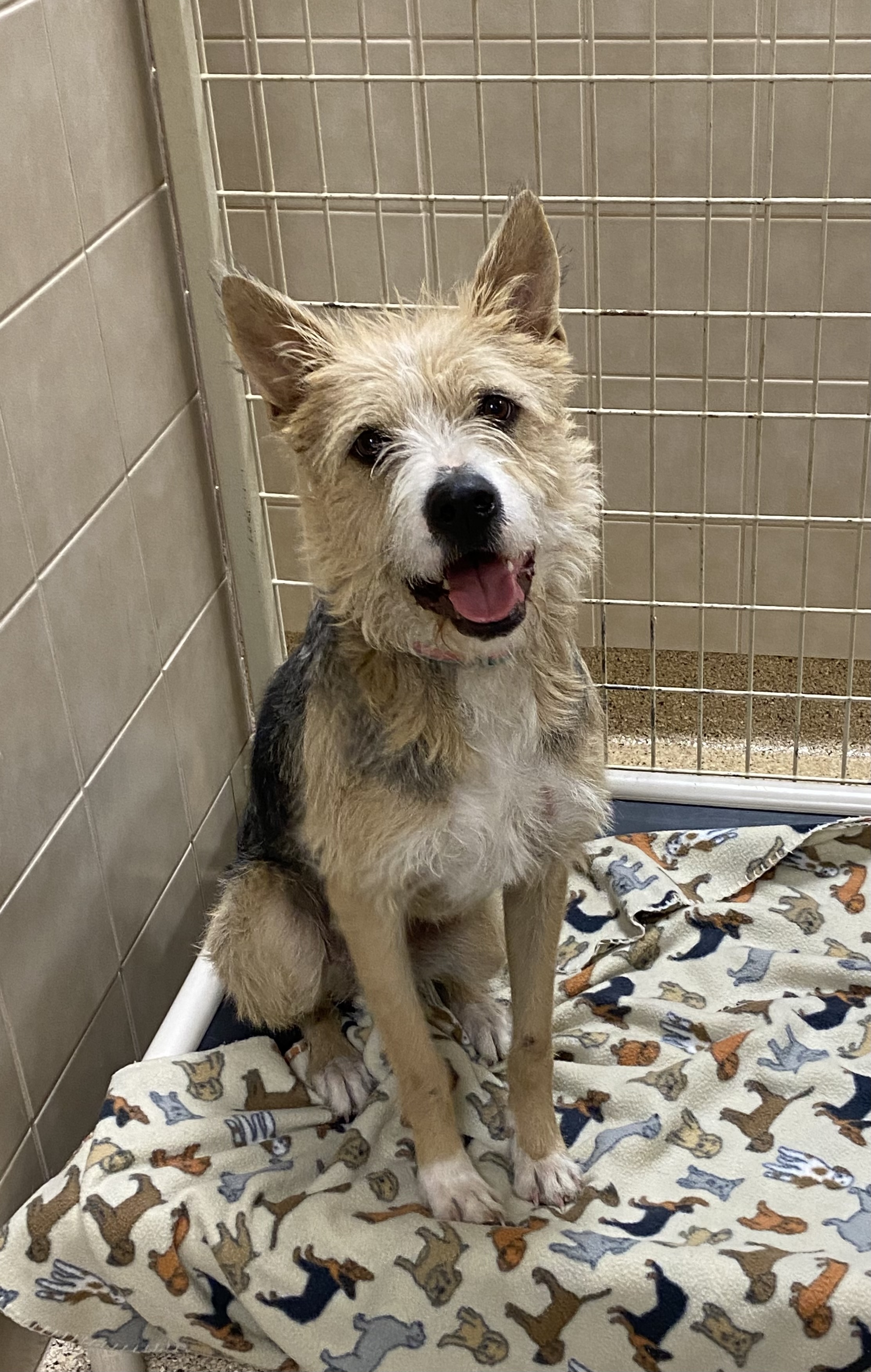 Winnie, an adoptable Terrier in Kerrville, TX, 78028 | Photo Image 2