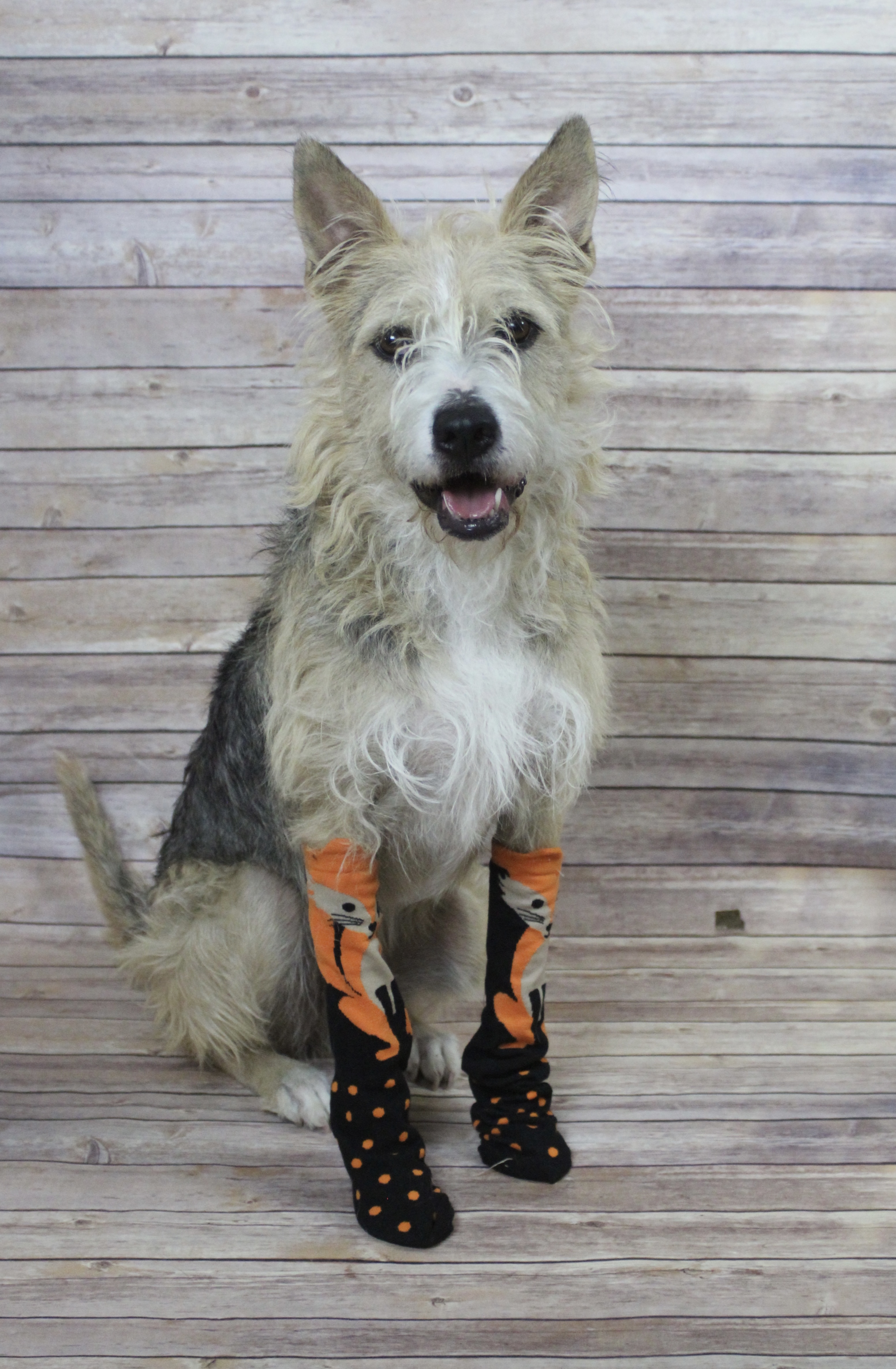 Winnie, an adoptable Terrier in Kerrville, TX, 78028 | Photo Image 3