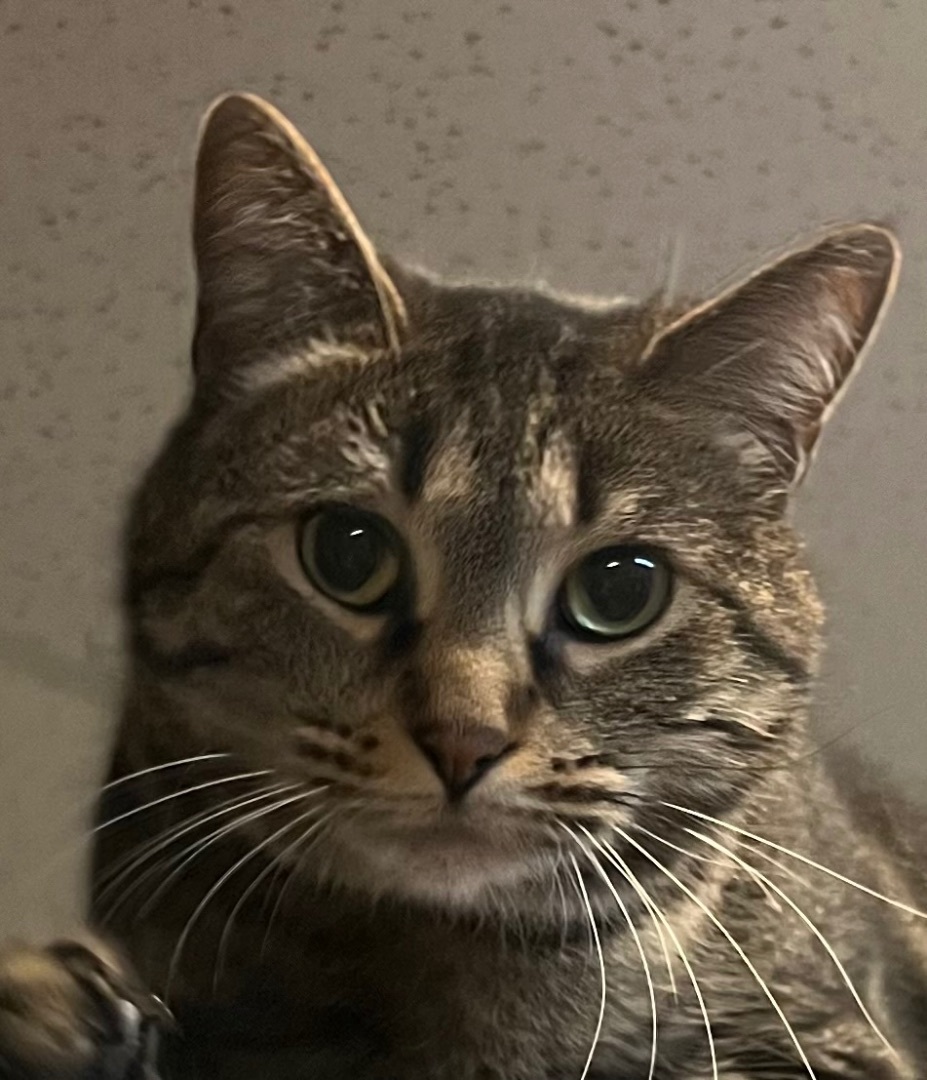 Abby, an adoptable Tabby in Independence, MO, 64051 | Photo Image 1