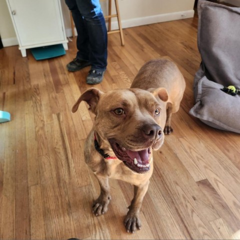 Violet, an adoptable Mixed Breed in Middletown, NY, 10940 | Photo Image 1