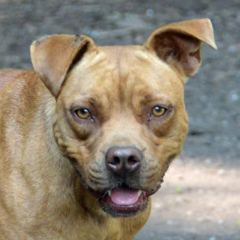 Violet, an adoptable Pit Bull Terrier in Middletown, NY, 10940 | Photo Image 2