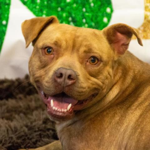 Violet, an adoptable Pit Bull Terrier in Middletown, NY, 10940 | Photo Image 2