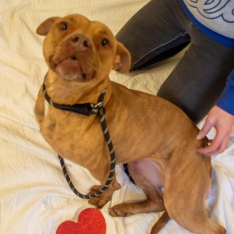 Violet, an adoptable Pit Bull Terrier in Middletown, NY, 10940 | Photo Image 2