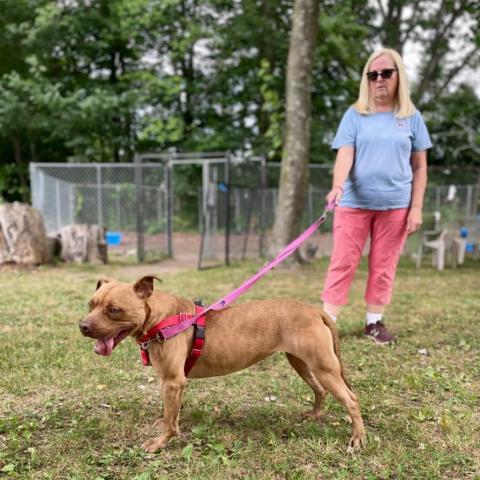 Violet, an adoptable Mixed Breed in Middletown, NY, 10940 | Photo Image 2