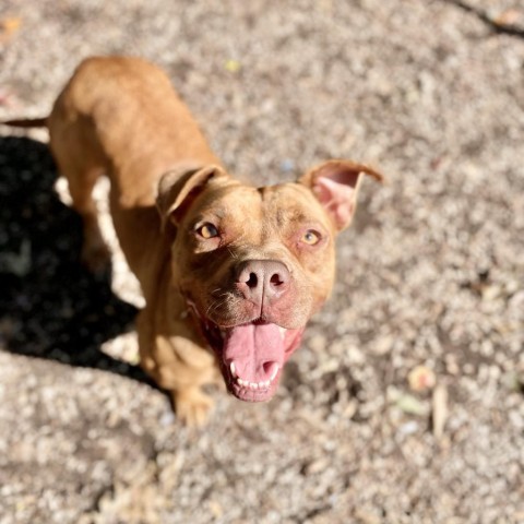 Violet, an adoptable Pit Bull Terrier in Middletown, NY, 10940 | Photo Image 3
