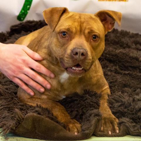 Violet, an adoptable Pit Bull Terrier in Middletown, NY, 10940 | Photo Image 3