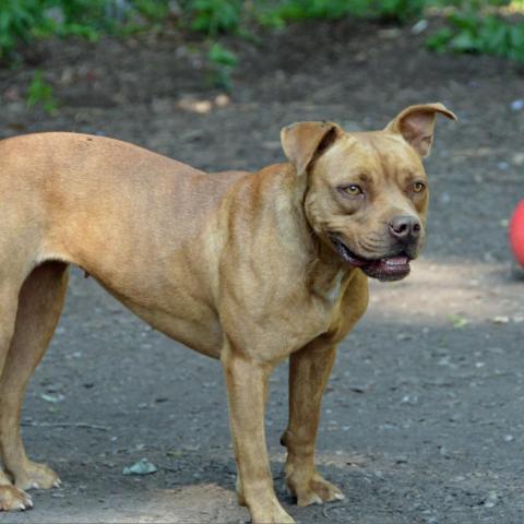 Violet, an adoptable Pit Bull Terrier in Middletown, NY, 10940 | Photo Image 3