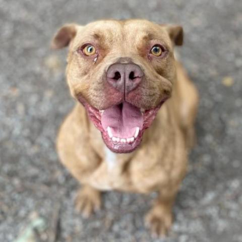 Violet, an adoptable Mixed Breed in Middletown, NY, 10940 | Photo Image 3