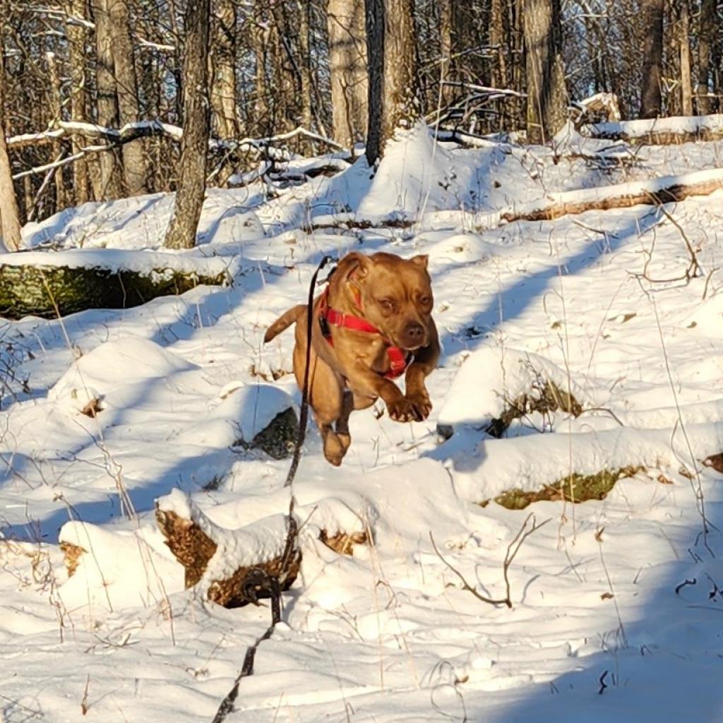 Violet, an adoptable Mixed Breed in Middletown, NY, 10940 | Photo Image 3