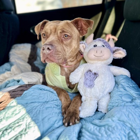 Violet, an adoptable Mixed Breed in Middletown, NY, 10940 | Photo Image 4