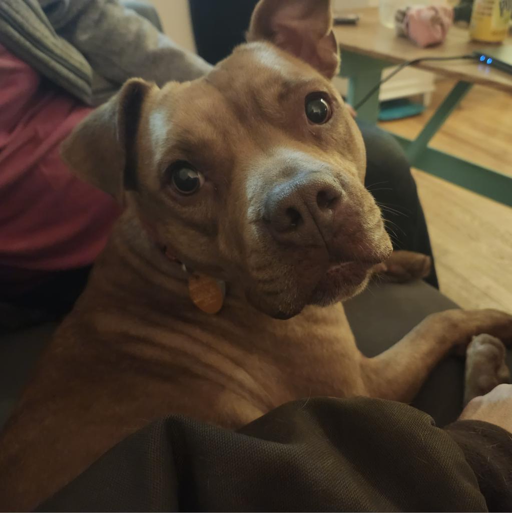 Violet, an adoptable Mixed Breed in Middletown, NY, 10940 | Photo Image 4
