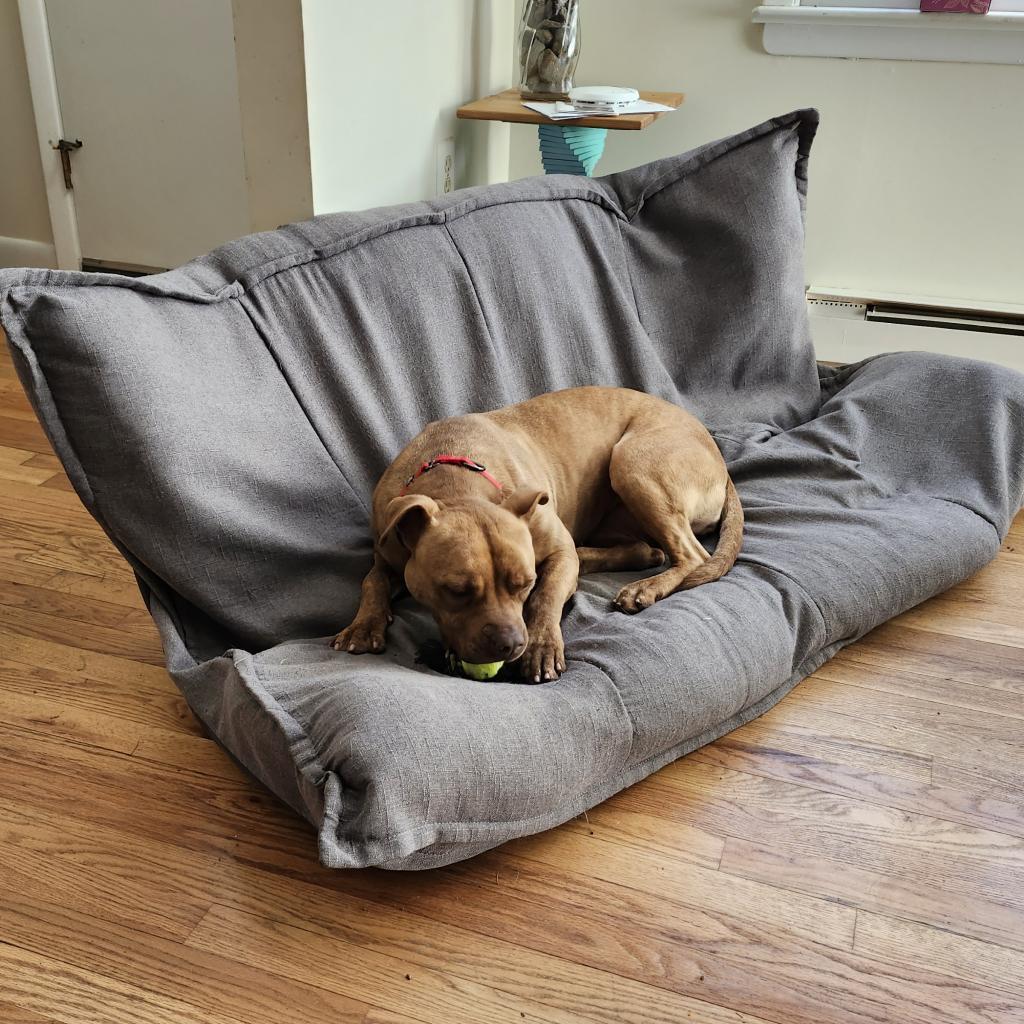 Violet, an adoptable Mixed Breed in Middletown, NY, 10940 | Photo Image 5