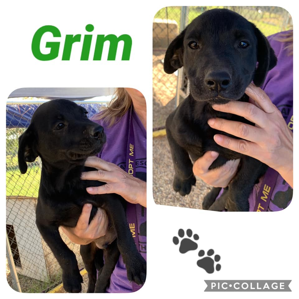 Grim, an adoptable Black Mouth Cur, Mixed Breed in Ashdown, AR, 71822 | Photo Image 1