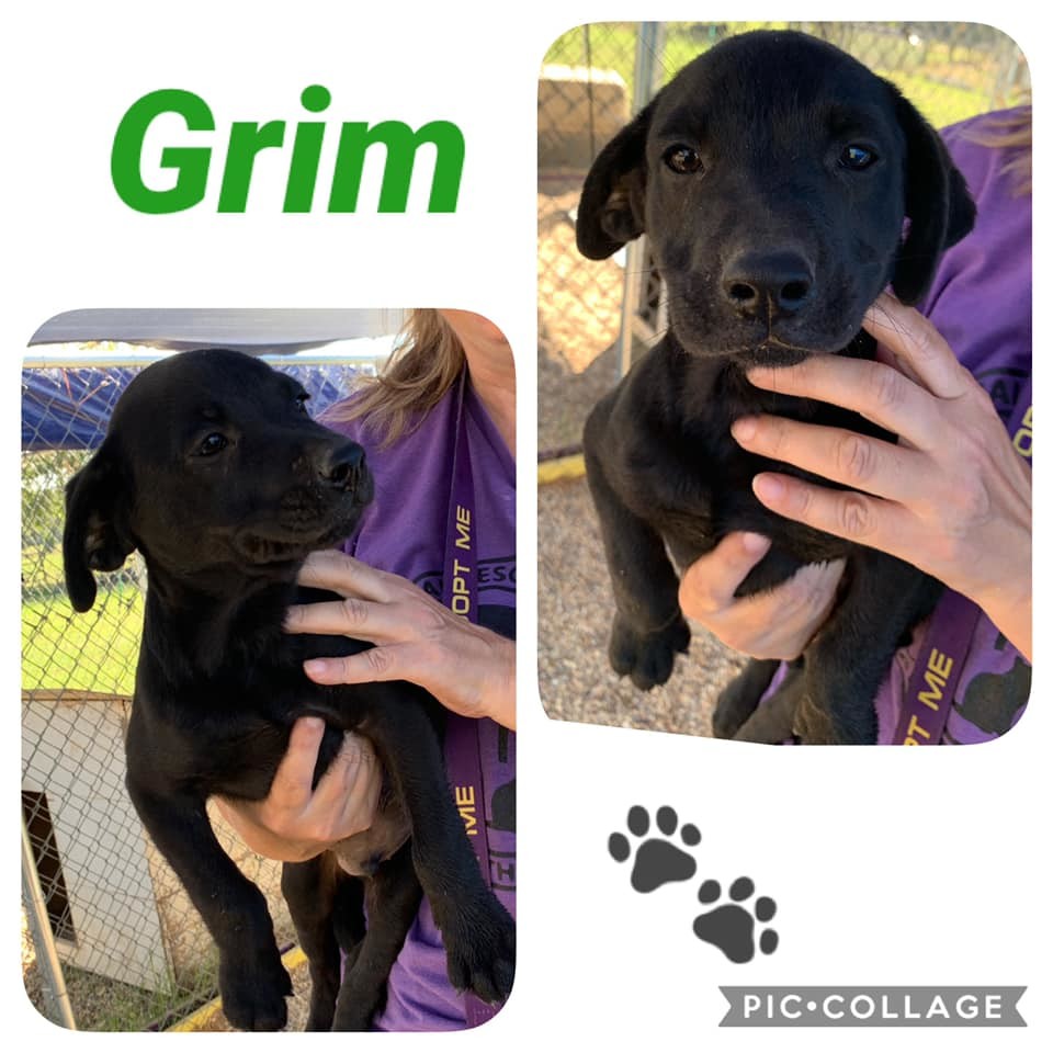 Dog for adoption Grim, a Black Mouth Cur Mix in Ashdown, AR Petfinder