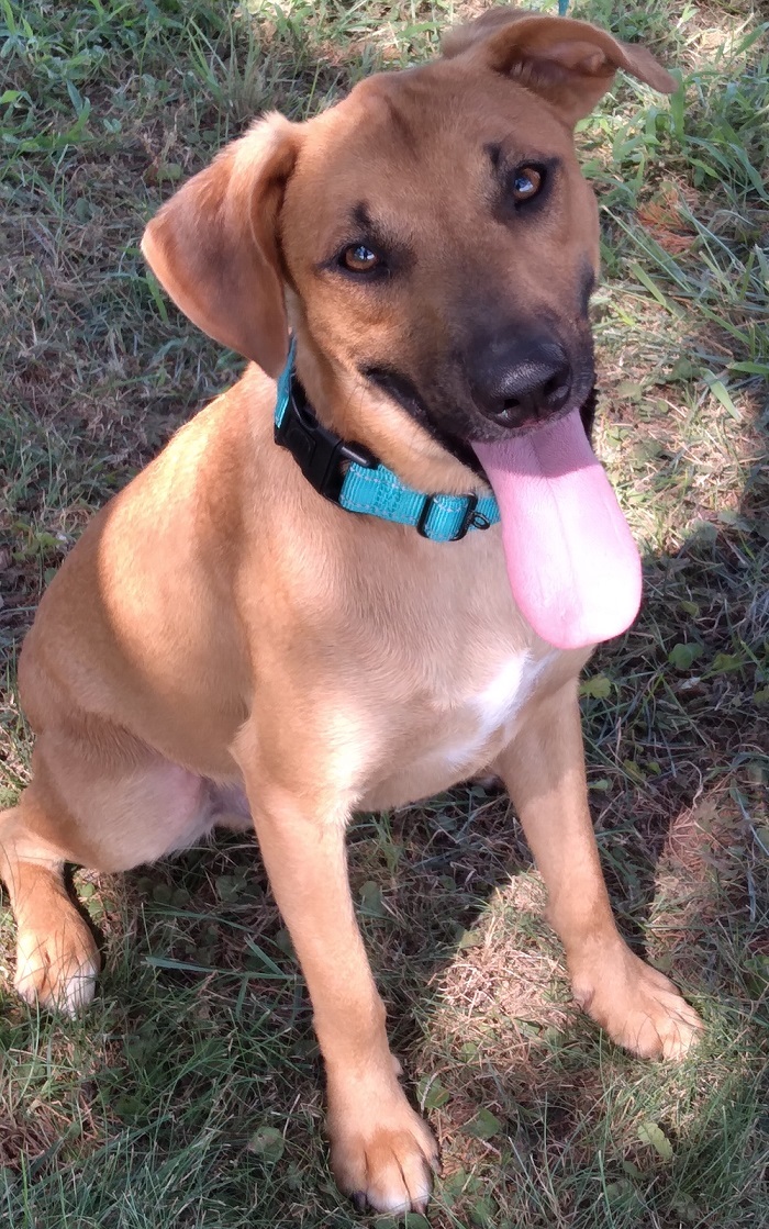 Diesel, an adoptable Black Mouth Cur, Mixed Breed in Ashdown, AR, 71822 | Photo Image 1