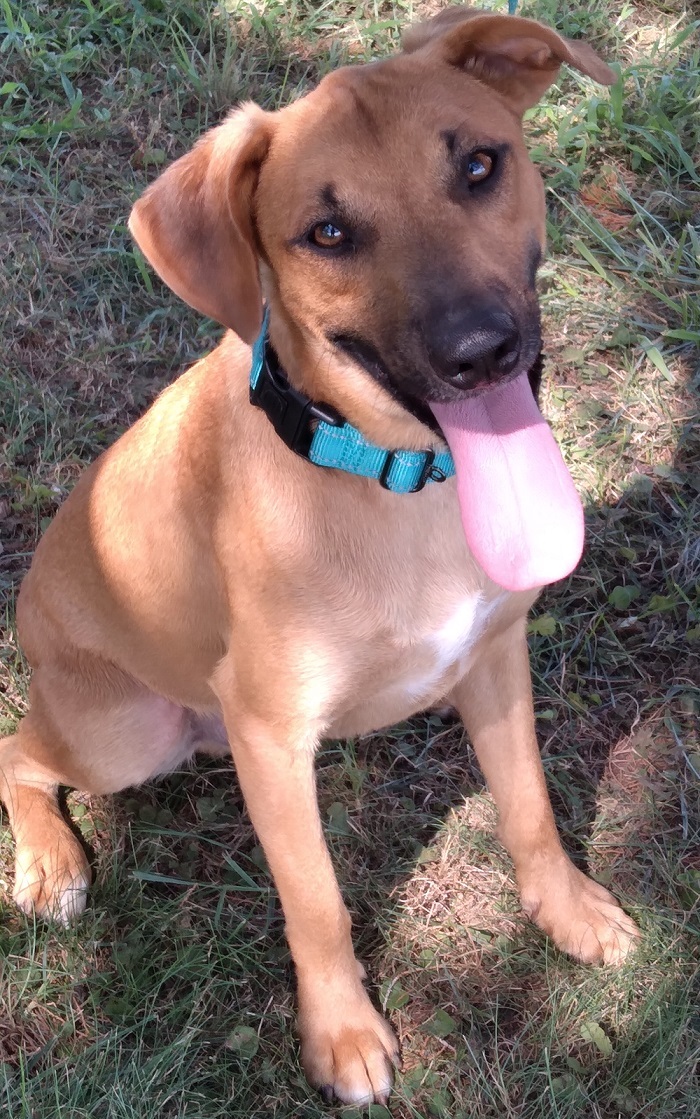 Black mouth cur store adoption