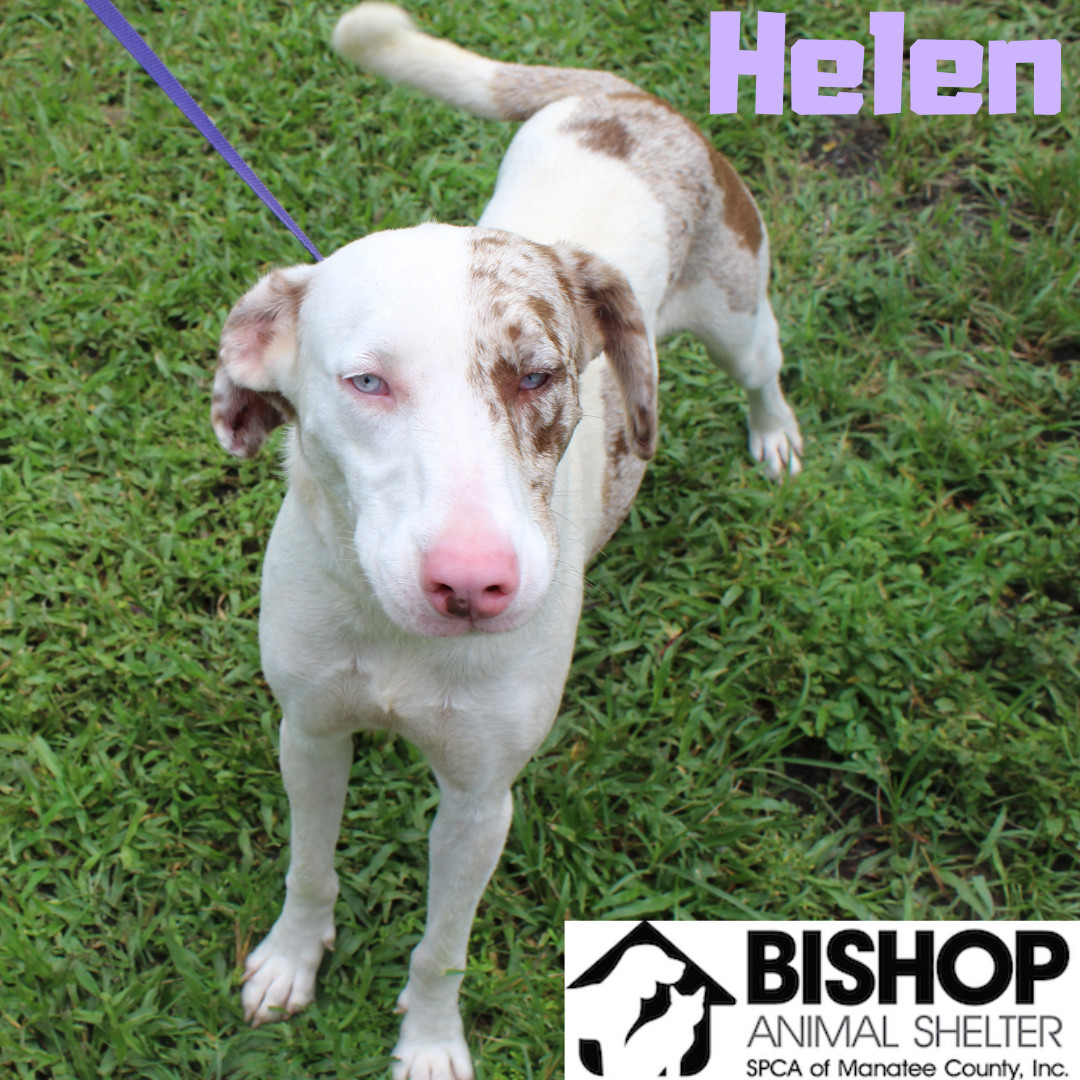 Helen, an adoptable Mixed Breed in Bradenton, FL, 34209 | Photo Image 1