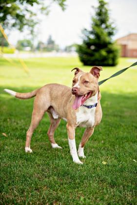 Buddy, an adoptable Terrier in Williamsport, PA, 17701 | Photo Image 4