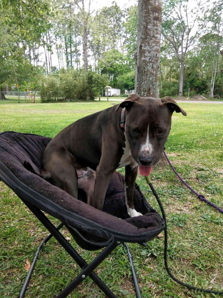 Rocky, an adoptable American Staffordshire Terrier Mix in Saint Augustine, FL_image-4