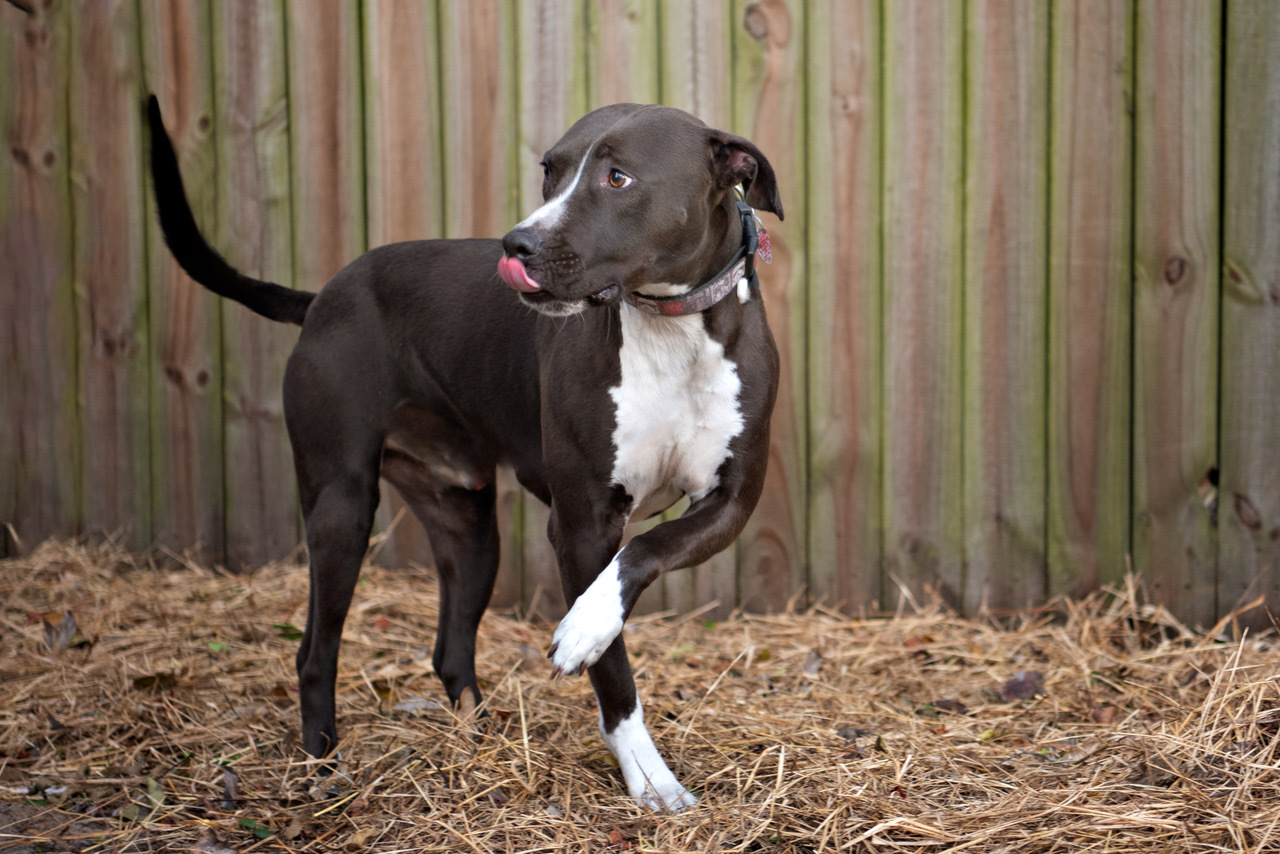 Rocky, an adoptable American Staffordshire Terrier in Saint Augustine, FL, 32086 | Photo Image 1