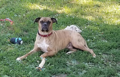 TJ, an adoptable Boxer in Shakopee, MN, 55379 | Photo Image 1