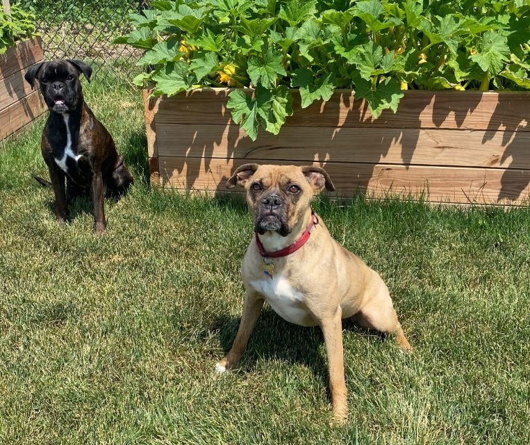 TJ, an adoptable Boxer in Shakopee, MN, 55379 | Photo Image 2