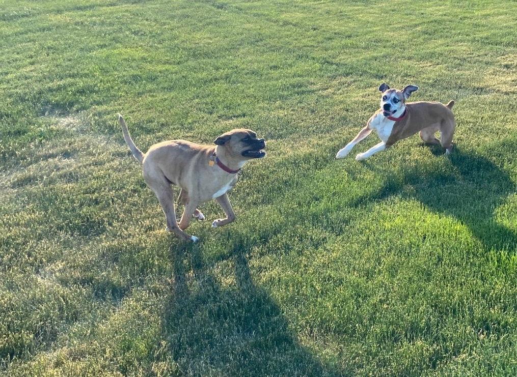 TJ, an adoptable Boxer in Shakopee, MN, 55379 | Photo Image 3