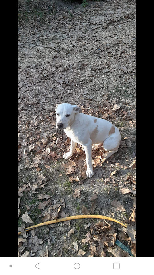 Joker, an adoptable Labrador Retriever, Mixed Breed in Paragould, AR, 72450 | Photo Image 2