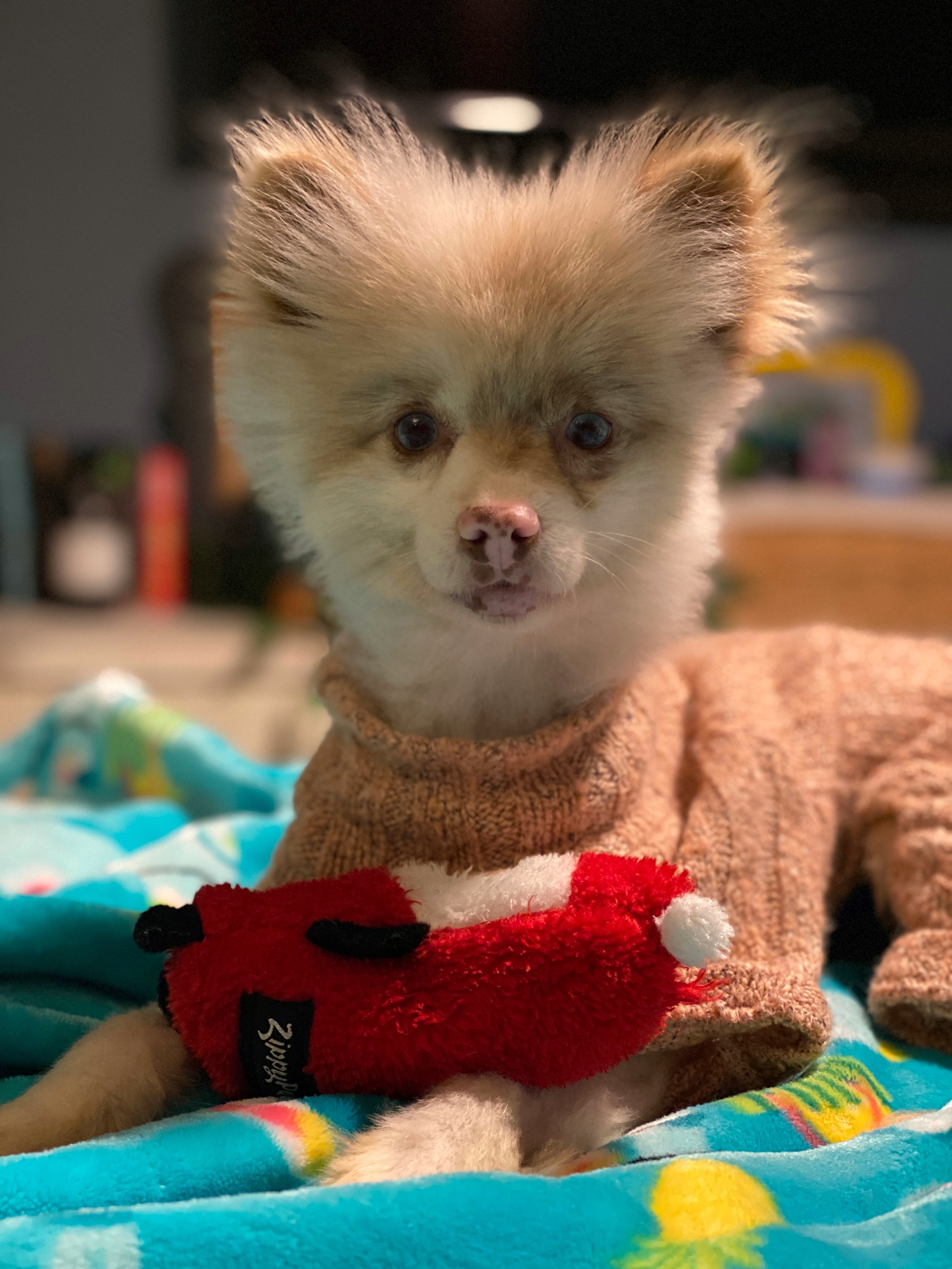 Pomopposum, an adoptable Pomeranian, Husky in Thompson's Station, TN, 37179 | Photo Image 2