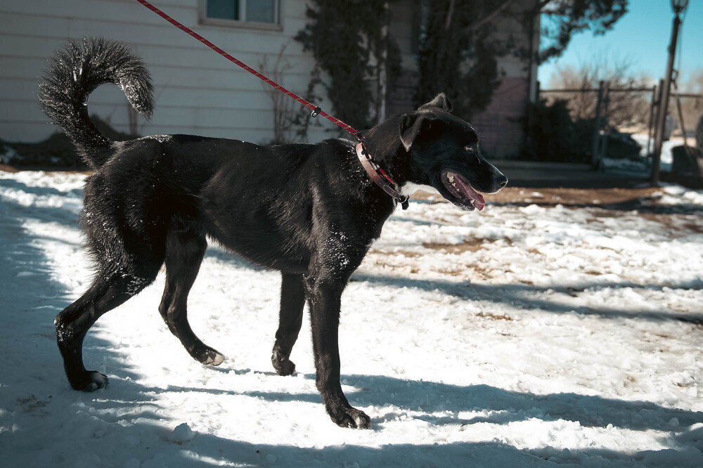 Harwin (darwin), an adoptable German Shepherd Dog in Castle Rock, CO, 80104 | Photo Image 3
