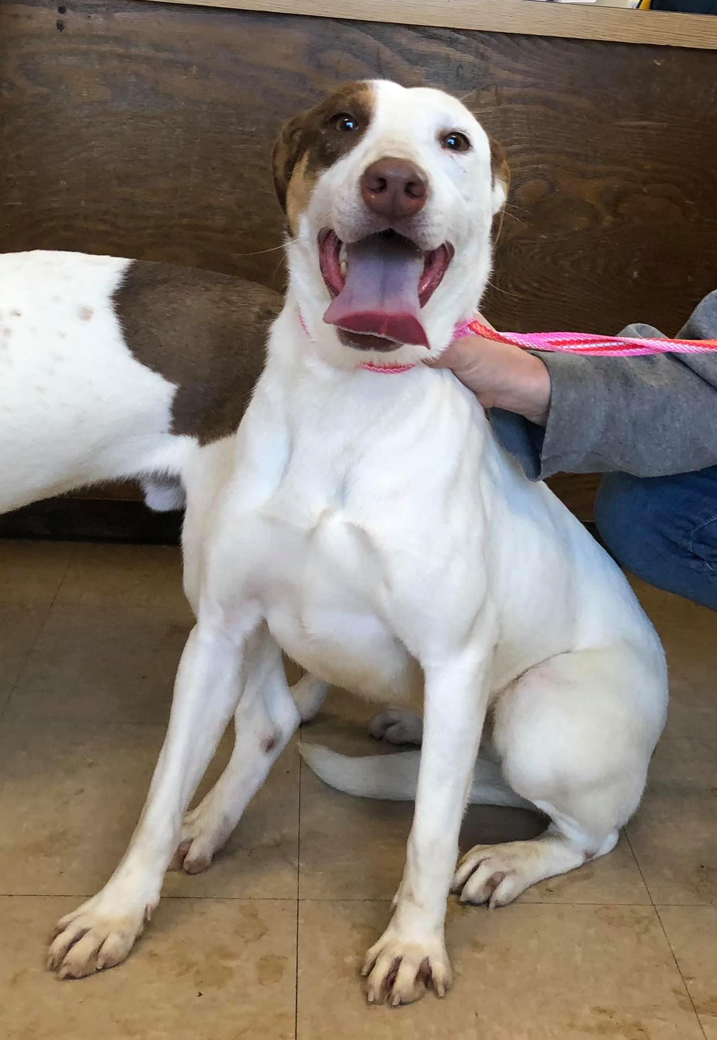 Stella, an adoptable Mixed Breed in Russellville, AR, 72802 | Photo Image 2