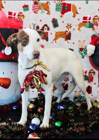 Stella, an adoptable Mixed Breed in Russellville, AR, 72802 | Photo Image 1