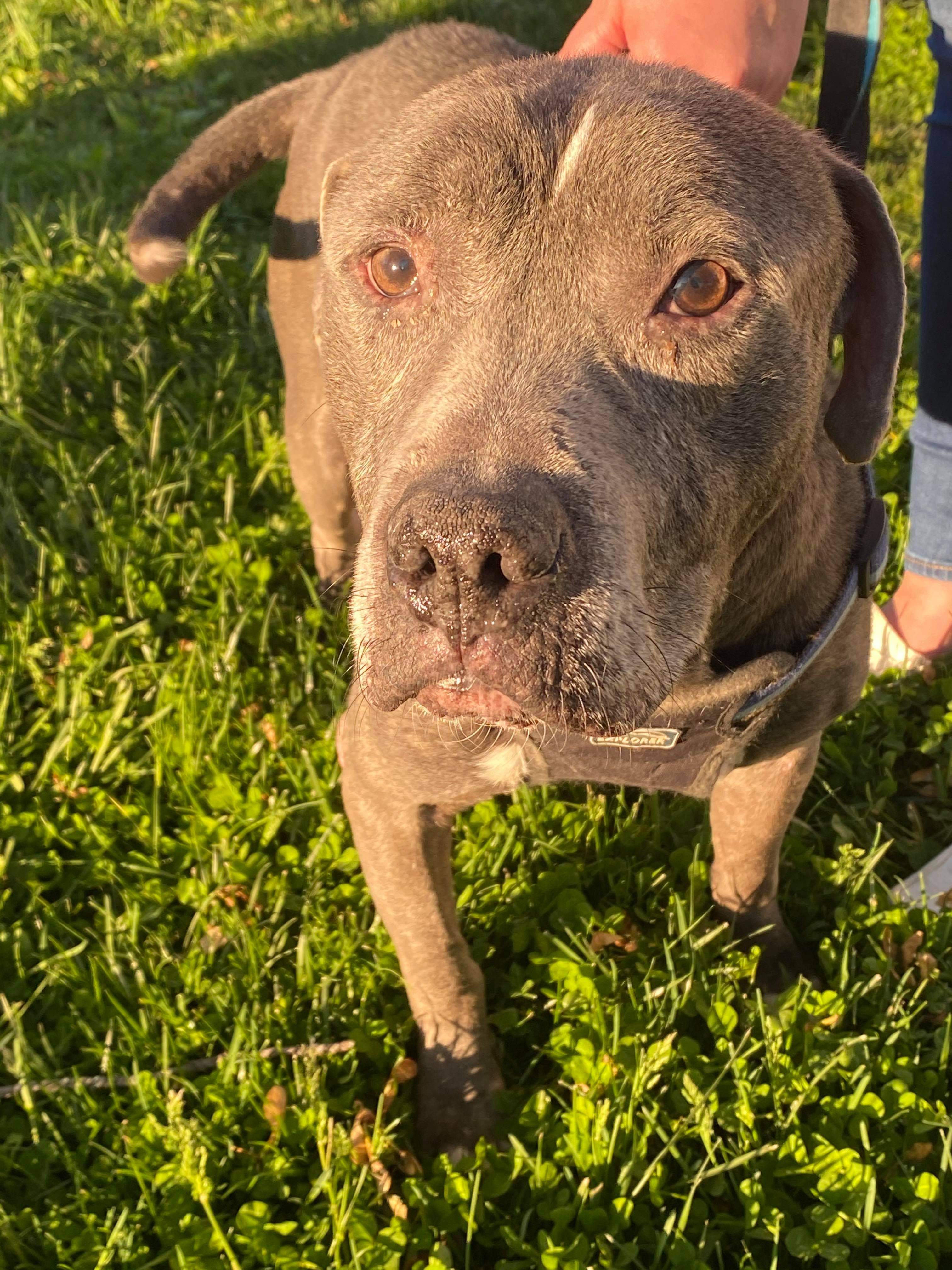 Jefferson, an adoptable American Staffordshire Terrier in Indianapolis, IN, 46227 | Photo Image 3