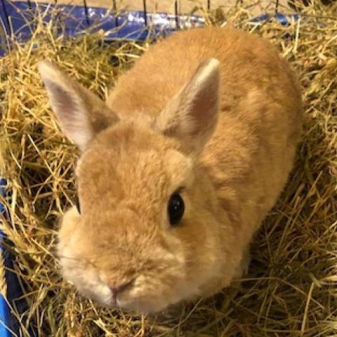 Wally, an adoptable Netherland Dwarf in Rock Hall, MD_image-1