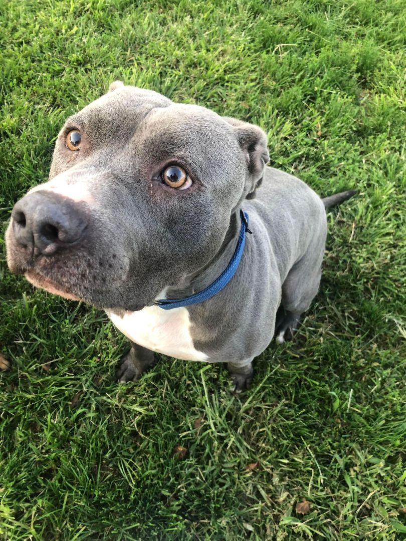 Blue, an adoptable Pit Bull Terrier in Indianapolis, IN, 46227 | Photo Image 3