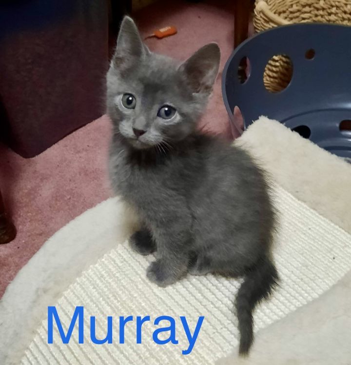 Murray 1