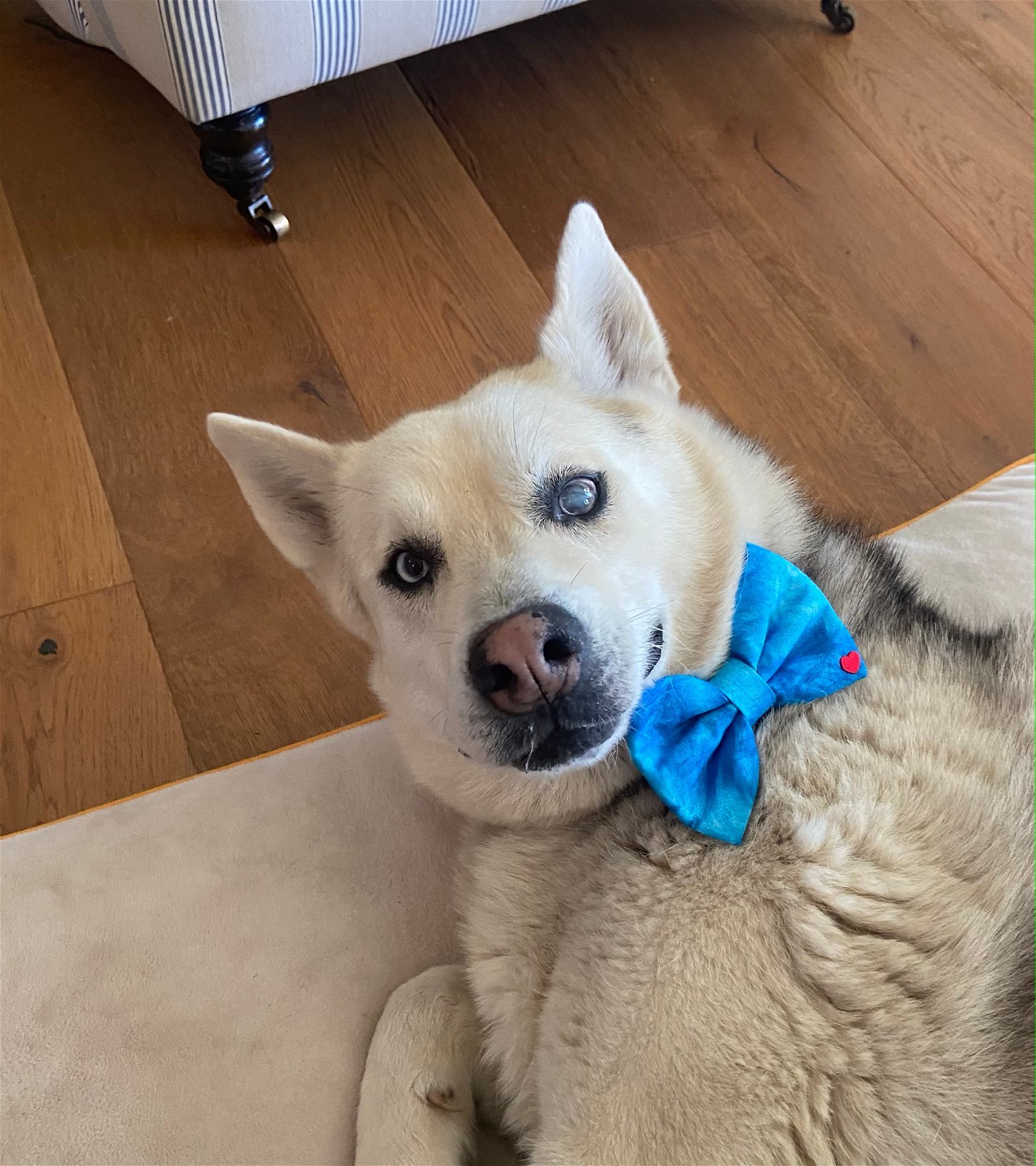 Raul, an adoptable Husky in Sonoma, CA, 95476 | Photo Image 1