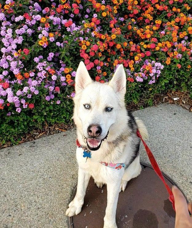 Raul, an adoptable Husky in Sonoma, CA, 95476 | Photo Image 2