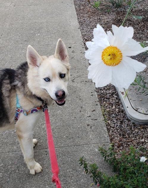 Raul, an adoptable Husky in Sonoma, CA, 95476 | Photo Image 3