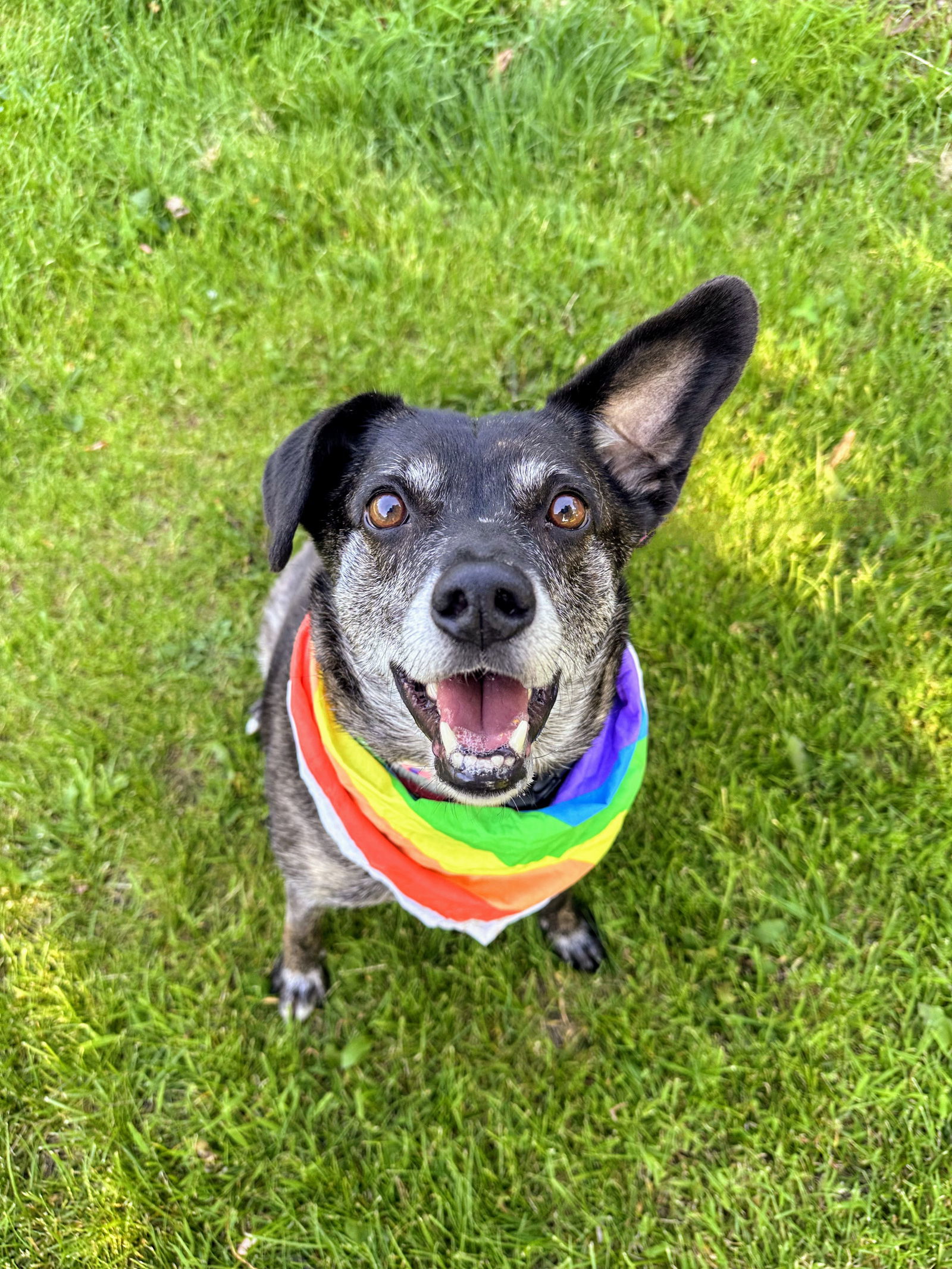 Ollie (Noah) Alabama, an adoptable Terrier, Beagle in Rockaway, NJ, 07866 | Photo Image 1