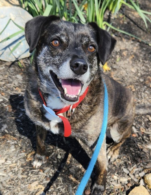 Ollie (Noah Alabama), an adoptable Terrier, Beagle in Rockaway, NJ, 07866 | Photo Image 2