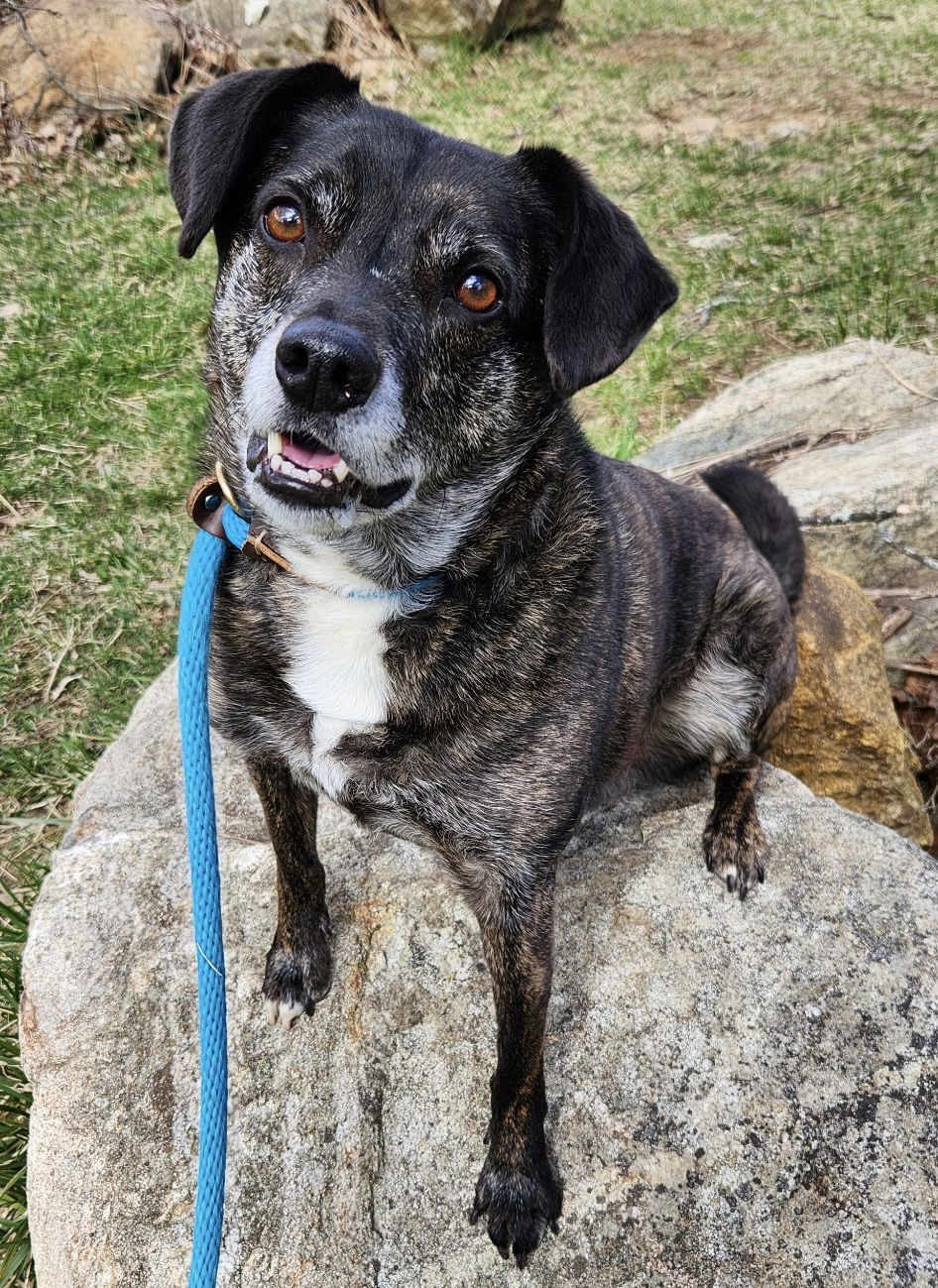 Ollie (Noah) Alabama, an adoptable Terrier, Beagle in Rockaway, NJ, 07866 | Photo Image 2