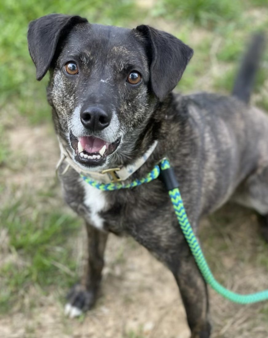 Ollie (Noah Alabama), an adoptable Terrier, Beagle in Rockaway, NJ, 07866 | Photo Image 3