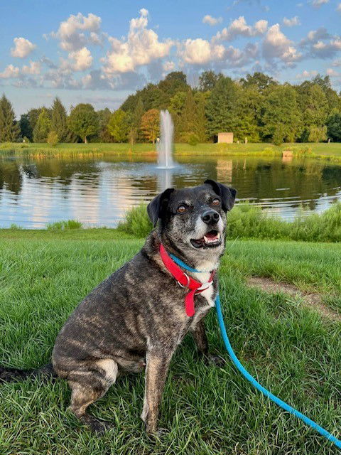 Ollie (Noah) Alabama, an adoptable Terrier, Beagle in Rockaway, NJ, 07866 | Photo Image 3