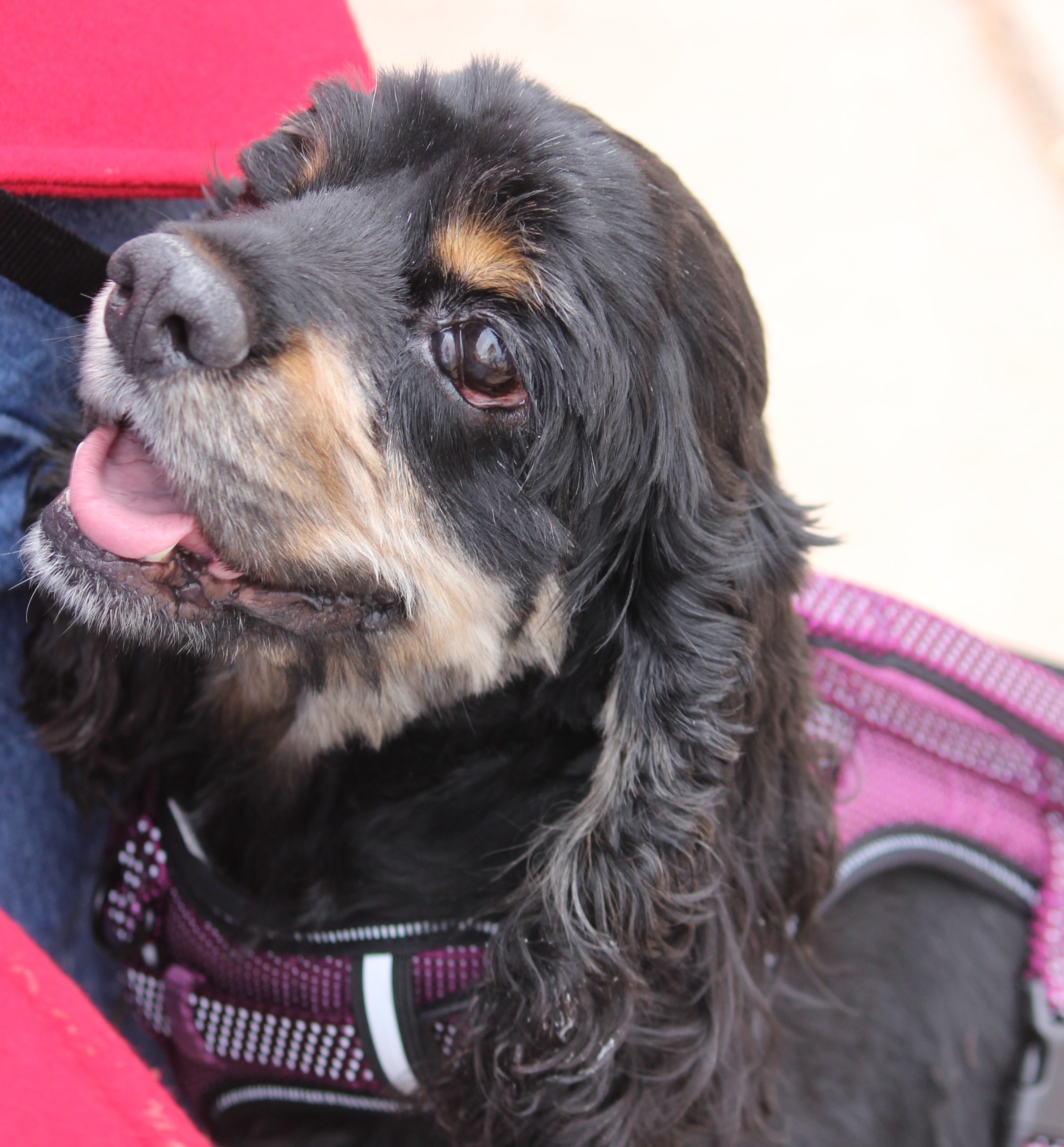 Frida K 20063-2, an adoptable Cocker Spaniel in Parker, CO, 80134 | Photo Image 1